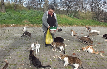 Burhaniye’de emekli hemşire 20 yıldır sokak kedilerini besliyor