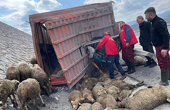 Balıkesir’de korkunç kazada, bir kişi öldü, 52 koyun telef  oldu