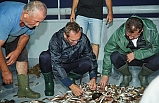 Ayvalık'ta Balık Av Sezonu Açıldı Balıkçılar "Vira Bismillah" dedi.