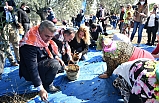 Protokol Ayvalık'ta zeytin hasadı yaptı
