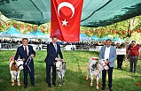 Bigadiç Et ve Süt Festivali'ne Yoğun İlgi 