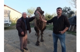 Burhaniye’de Güreş Develeri Antrenmana Başladı