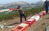Kınalı keklik ve sülünler doğaya törenle salındı