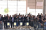 Balıkesir Büyükşehir, Kepsut’ta son 4 yılda 762 damızlık hayvan dağıttı