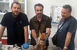 Kazdağları Milli Parklar Şefliği baygın tilki için seferber oldu