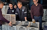 Marmarabirlik Zeytin Satış Kooperatifi, Zeytin Alımlarını Sürdürüyor