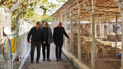 Ayvalık Belediyesi’nden Dünya Hayvanları Koruma Günü’nde Anlamlı Mesaj: “Satın Alma, Sahiplen”