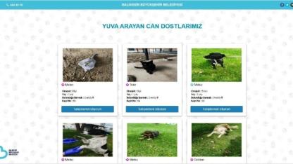 Balıkesir’de can dostlar Büyükşehir eliyle güvende