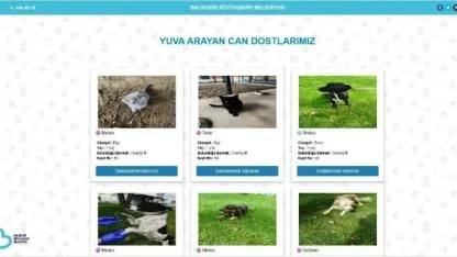 Balıkesir’de can dostlar Büyükşehir eliyle güvende