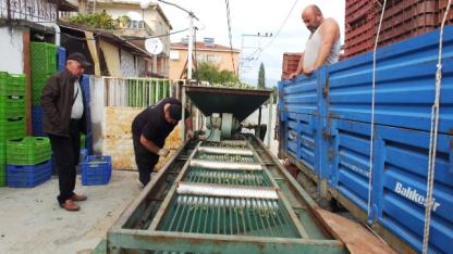 Burhaniye de yeşil zeytin hasadı başladı elekler kuruldu