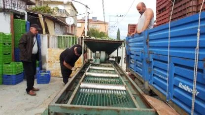 Burhaniye de yeşil zeytin hasadı başladı elekler kuruldu