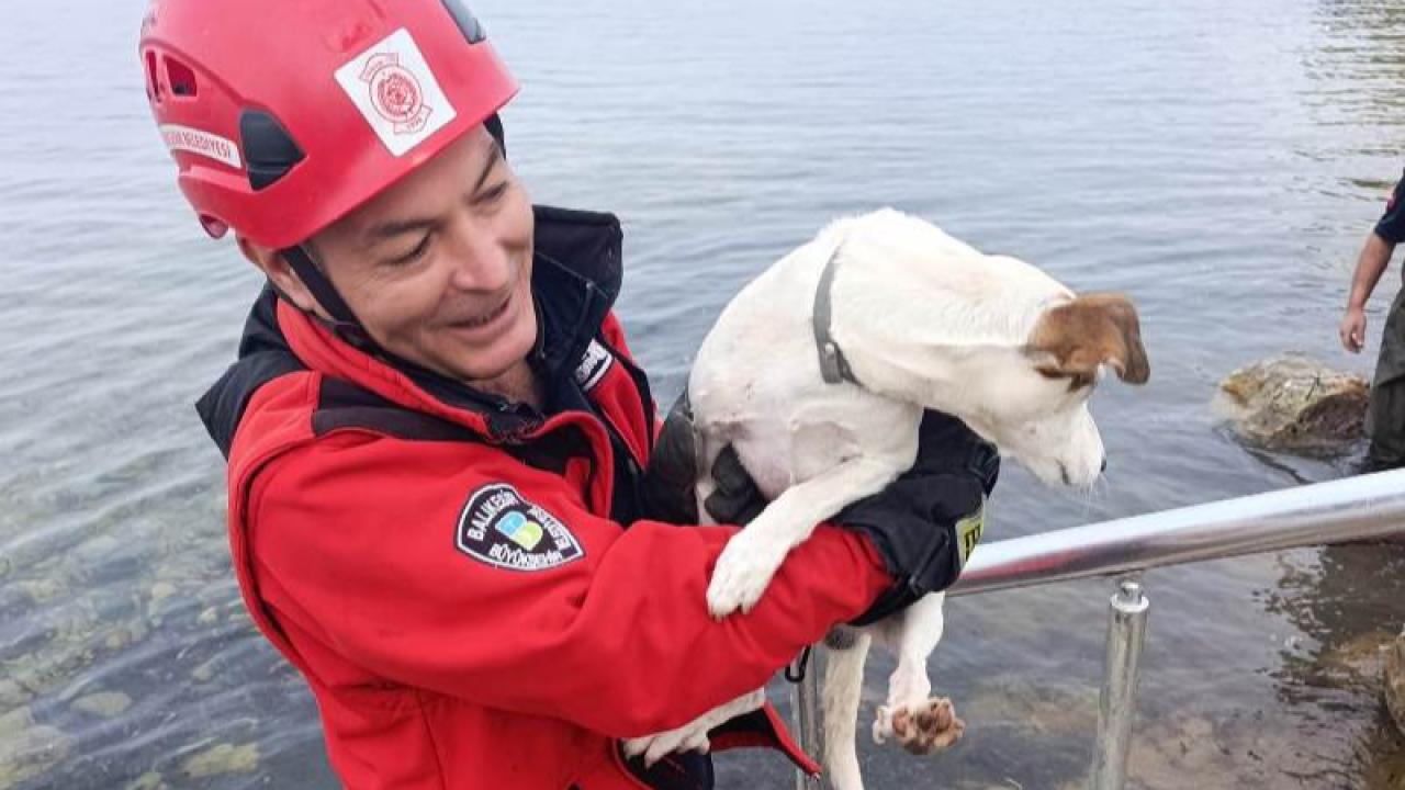 Deniz kenarında sıkışan köpek için kurtarma operasyonu