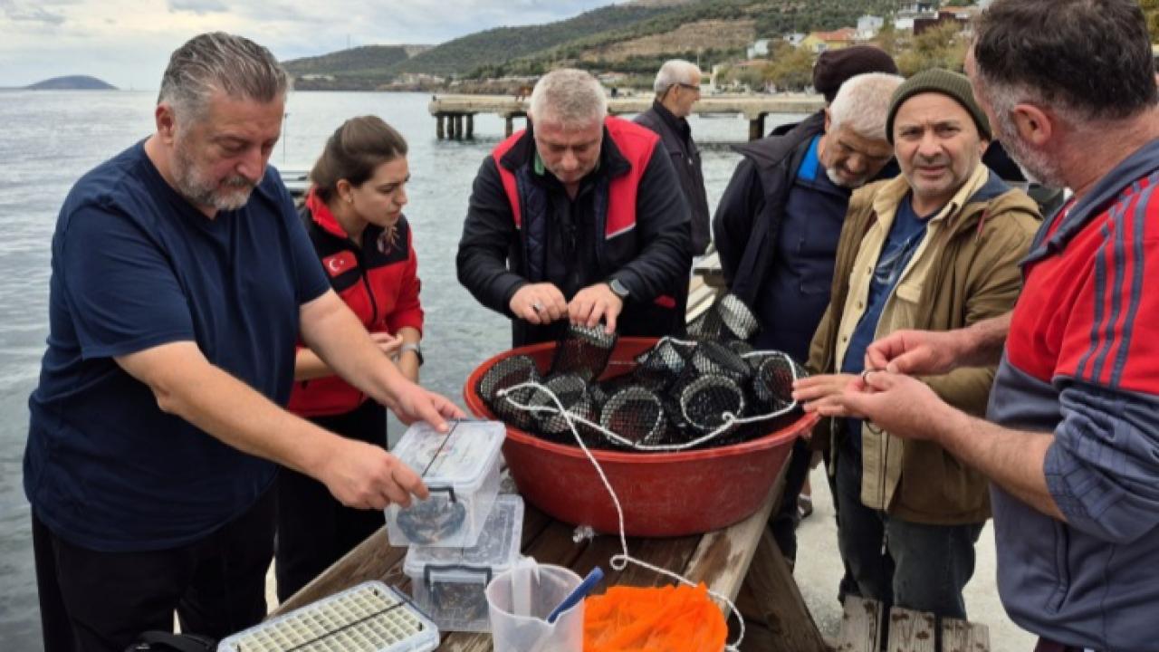 Marmara Adası’nda 400 Yavru Istakoz ve Ana Istakoz Denizle Buluştu