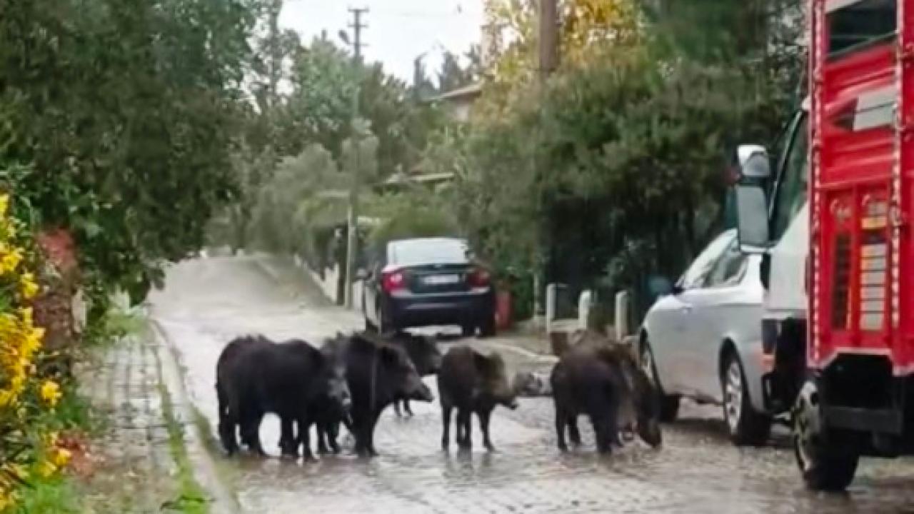 Ayvalık’ta yağmurlu havada aç kalan domuzlar şehir merkezine indi