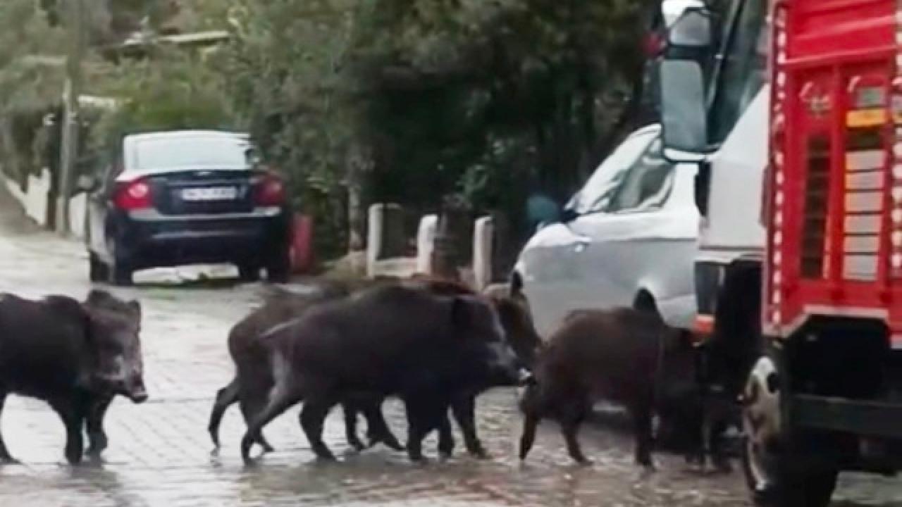 Ayvalık’ta yağmurlu havada aç kalan domuzlar şehir merkezine indi