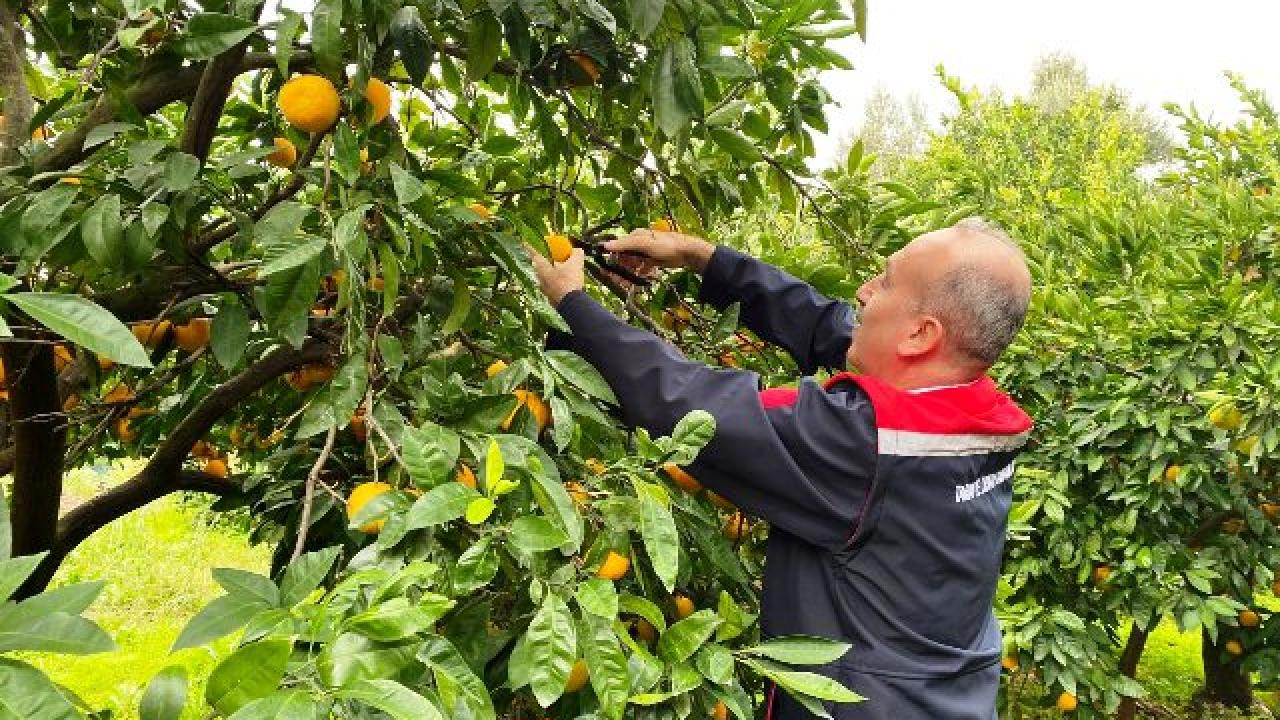 Balıkesir’de Coğrafi İşaretli Havran Mandalinasında Hasat Başladı