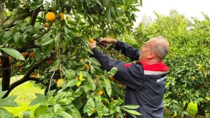 Balıkesir’de Coğrafi İşaretli Havran Mandalinasında Hasat Başladı