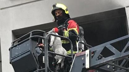 Bandırma'da yangın paniği, kedi merdivenle kurtarıldı