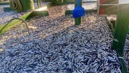 Bandırmalı Balıkçıların yüzü güldü. Marmara Denizi'nde 200 ton hamsi ile döndüler