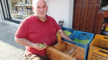 Burhaniye de kırma zeytinlerin hazırlanmasına başlandı