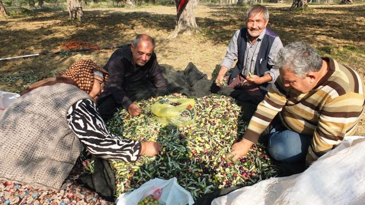 Burhaniye de makineli hasat zeytinde verimi artırıyor