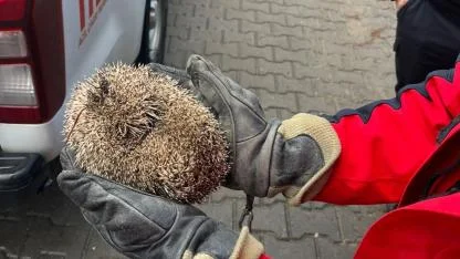 Burhaniye’de mazgala sıkışan kirpi kurtarıldı