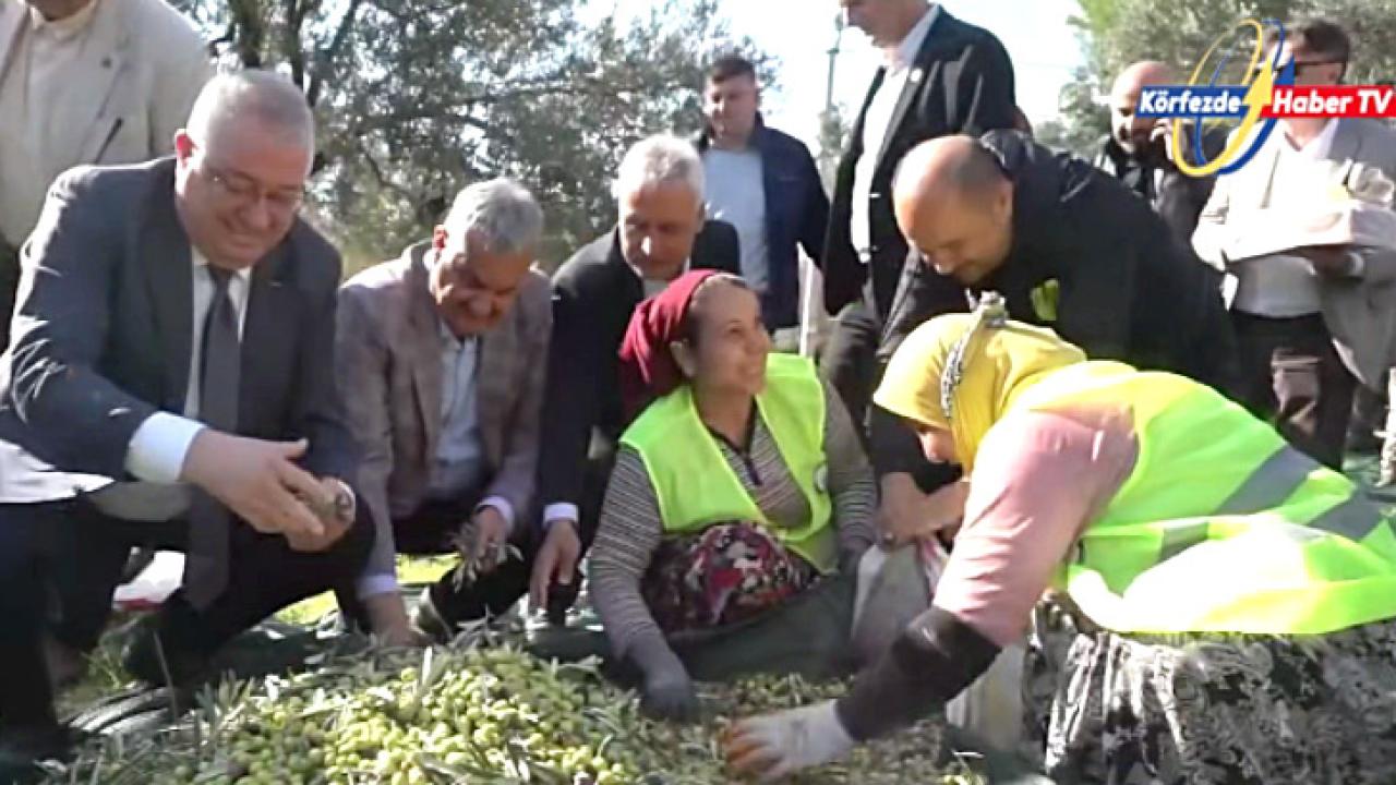 Edremit Belediye Başkanı Ertaş, emekçilerle zeytin topladı