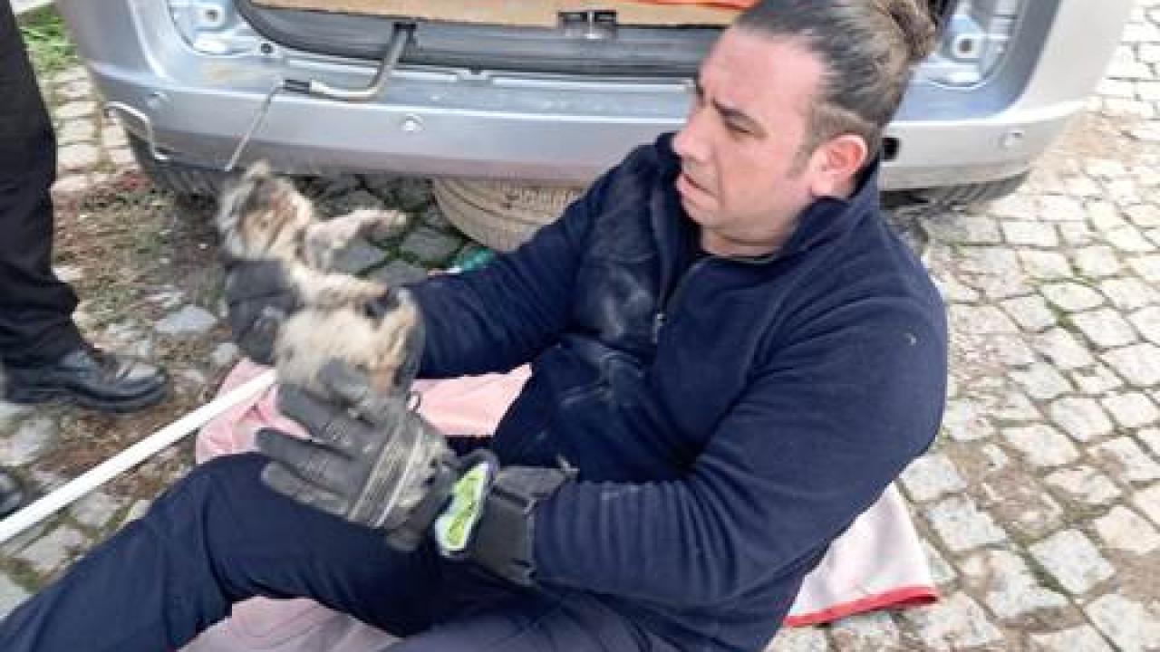 Edremit'te aracın altında sıkışan kediyi kurtardı