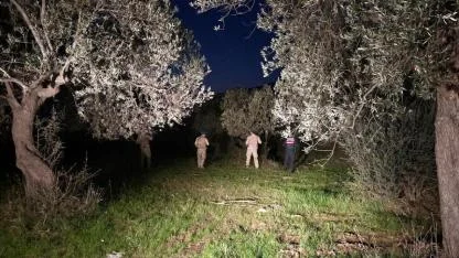 Edremit’te zeytin hırsızlığına karşı jandarma ve komandolar 24 saat nöbette