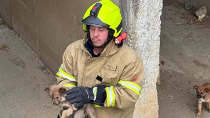 Erdek’te Yavru Köpekleri Kurtarma Operasyonu