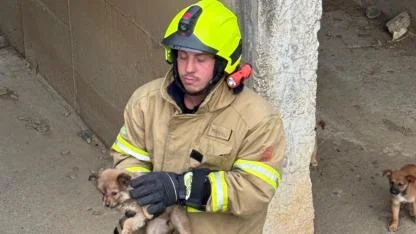 Erdek’te Yavru Köpekleri Kurtarma Operasyonu