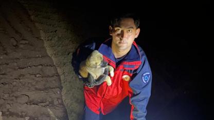 Gömeç'te yavru köpek kurtarma operasyonu