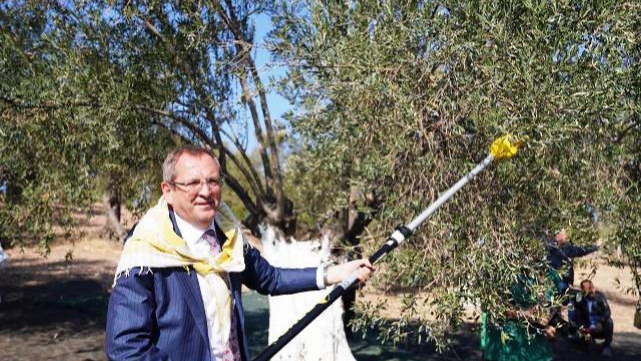 Mesut Ergin: “Dünya Zeytin Ağacı Günü Kutlu Olsun”