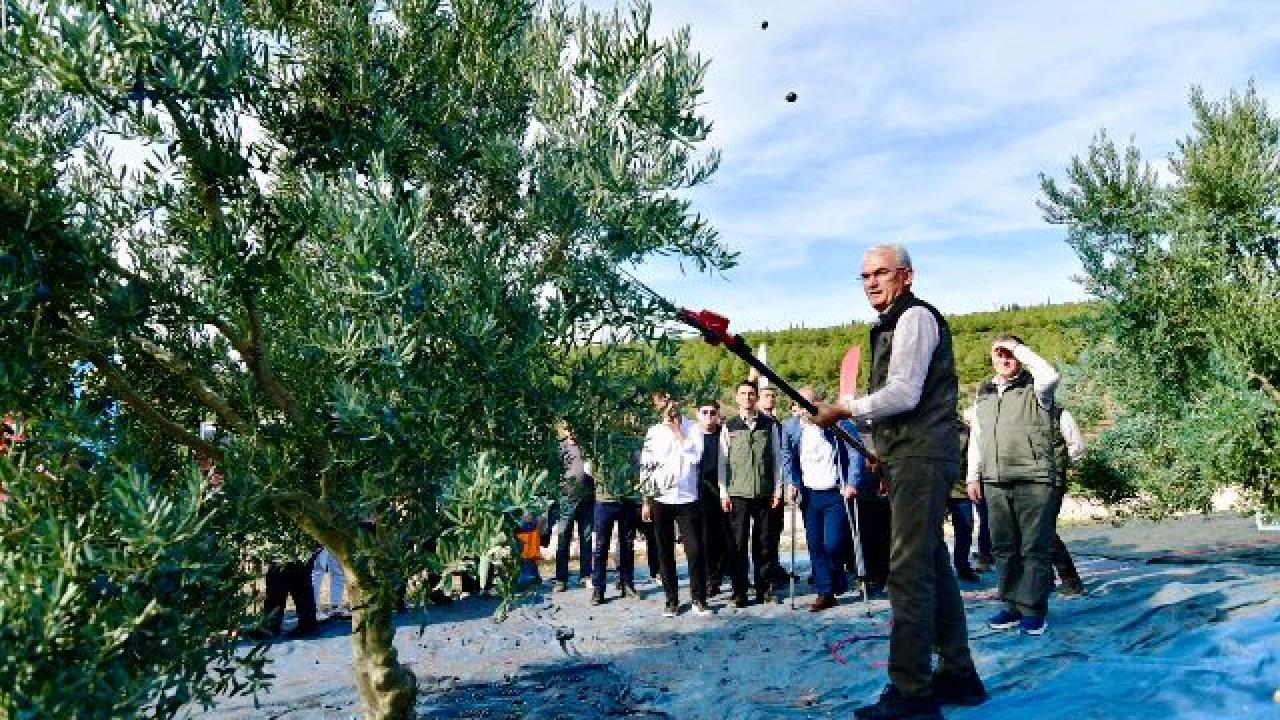 Orman Genel Müdürü Bekir Karacabey, Bandırma'da zeytin hasadı yaptı