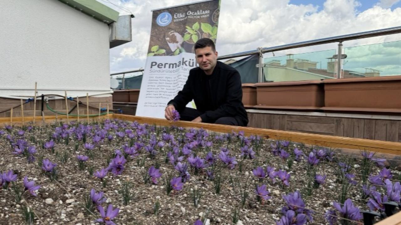 Ülkü Ocakları Genel Merkezi’nin Terasında Safran Hasadı!