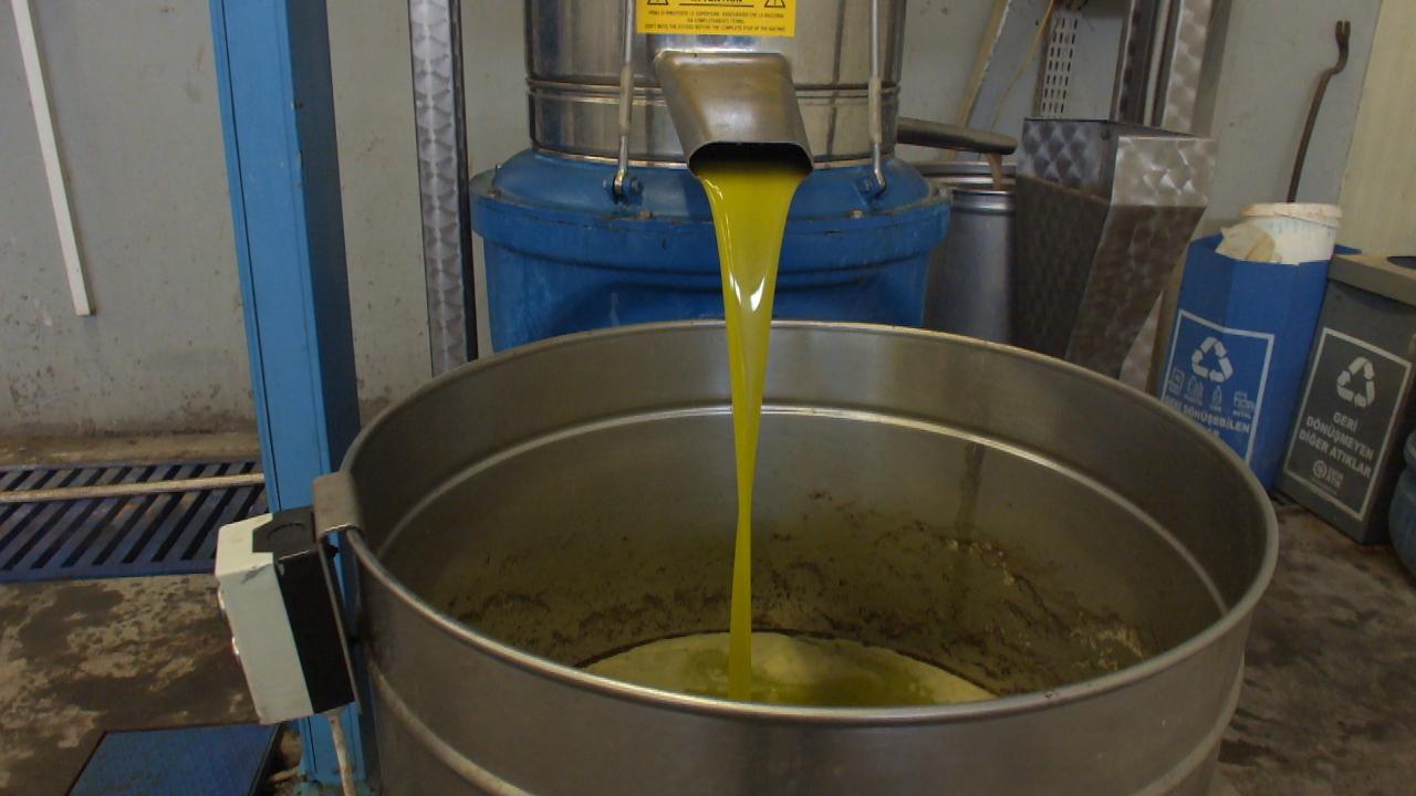 Üreticinin yüzü güldü: Burhaniye’de zeytinde rekolte düşük, kalite yüksek