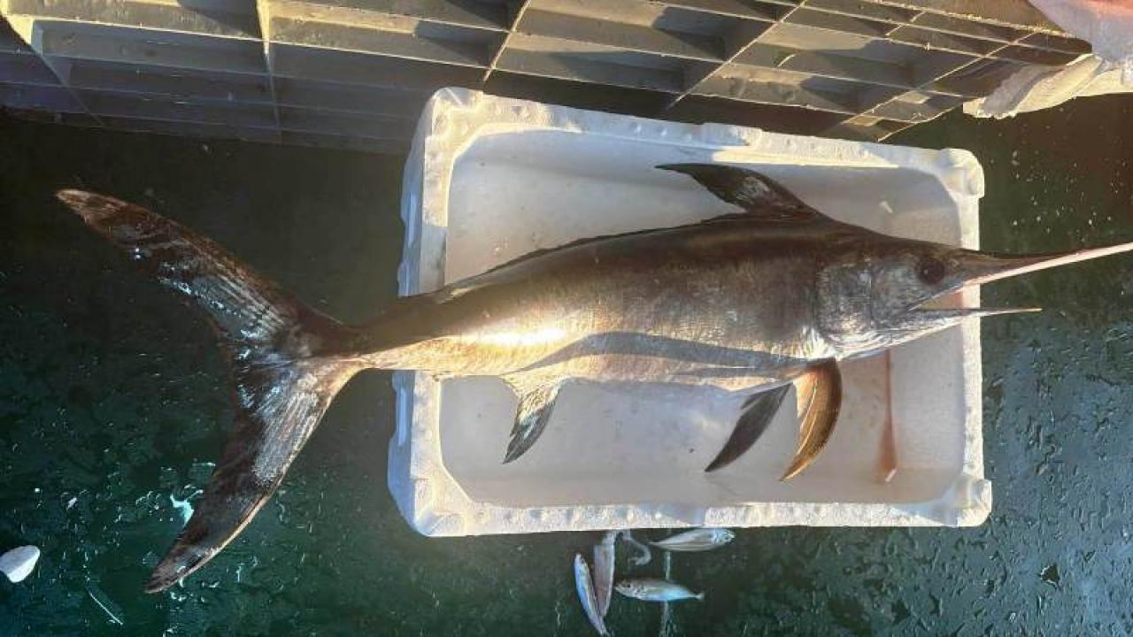 Balıkçı Özkan’ın oltasına 7 kiloluk kılıç balığı takıldı