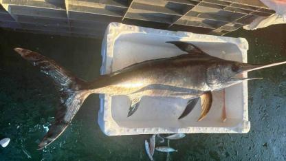 Balıkçı Özkan’ın oltasına 7 kiloluk kılıç balığı takıldı