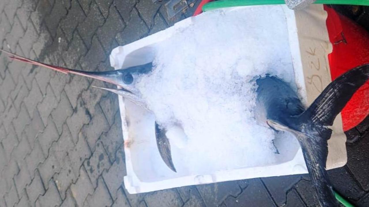 Balıkçı Özkan’ın oltasına 7 kiloluk kılıç balığı takıldı