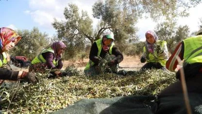 Burhaniye Belediyesi Zeytinyağları Satışa Sunuldu