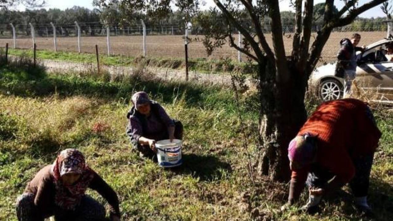 Edremit Ziraat Odası Başkanı Ali Yılmaz Diker: "Dip Zeytini Sorunu Çözülmeli"