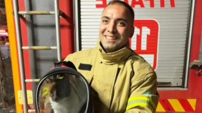 Edremit'te ağaçta mahsur kalan kedi kurtarıldı