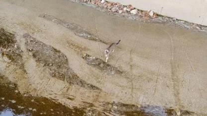 Edremit'te su kanalına düşen kedi kurtarıldı