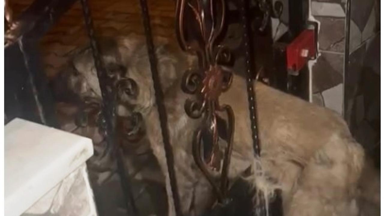 Sındırgı'da can dostu demir korkuluklara sıkıştı, itfaiye yetişti