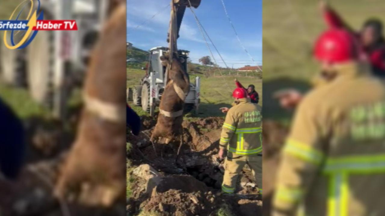 Sındırgı’da Nefes Kesen Hayvan Kurtarma Operasyonu