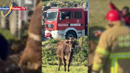 Sındırgı’da Nefes Kesen Hayvan Kurtarma Operasyonu