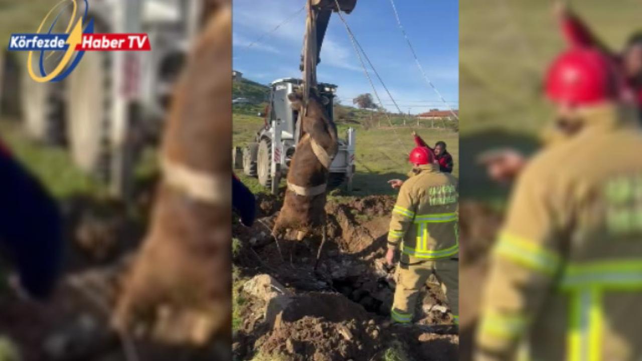 Sındırgı’da Nefes Kesen Hayvan Kurtarma Operasyonu