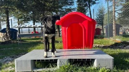 Altıeylül'de Başkan Şehirli: "Can Dostlarımız Ortak Sorumluluğumuzdur"