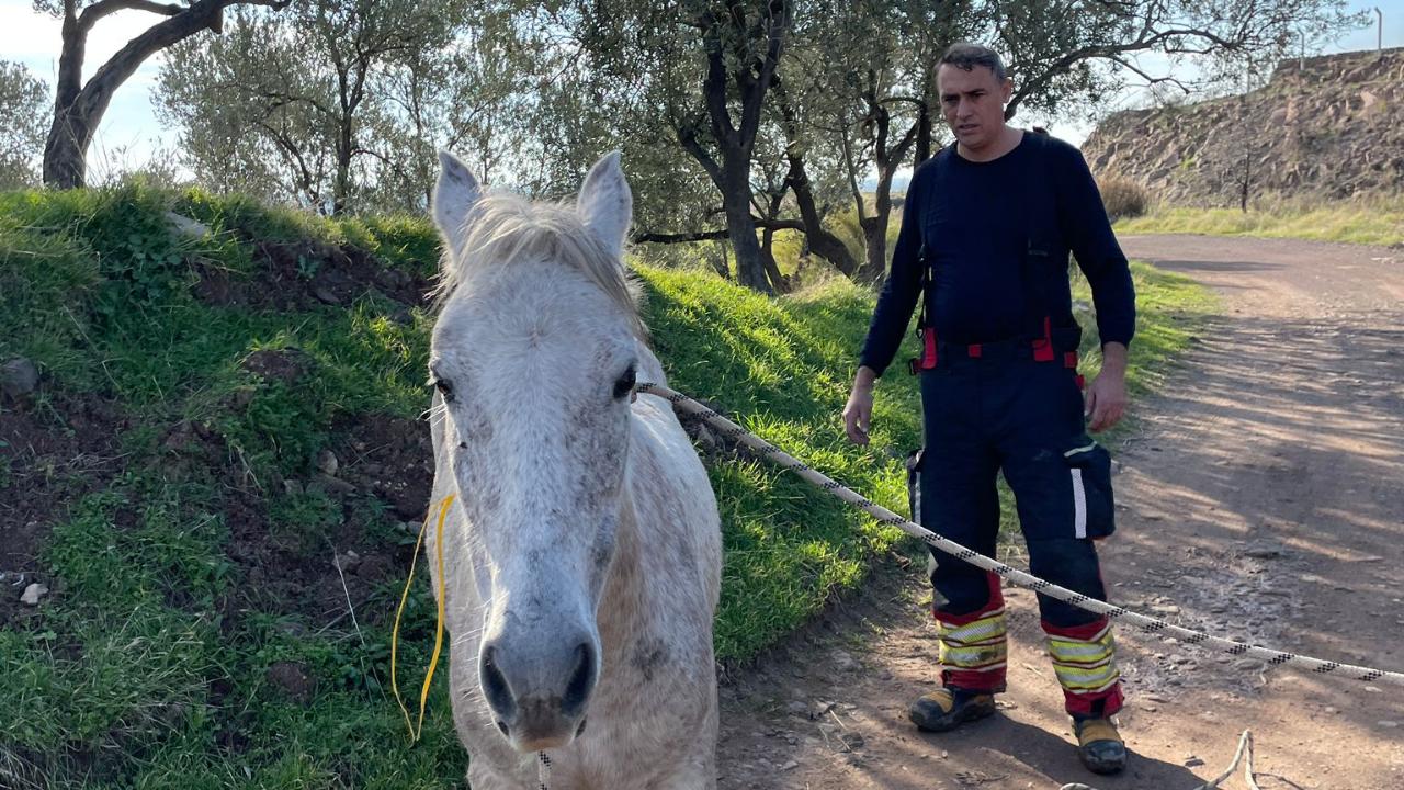 Ayvalık’ta İtfaiyeden At Kurtarma Operasyonu