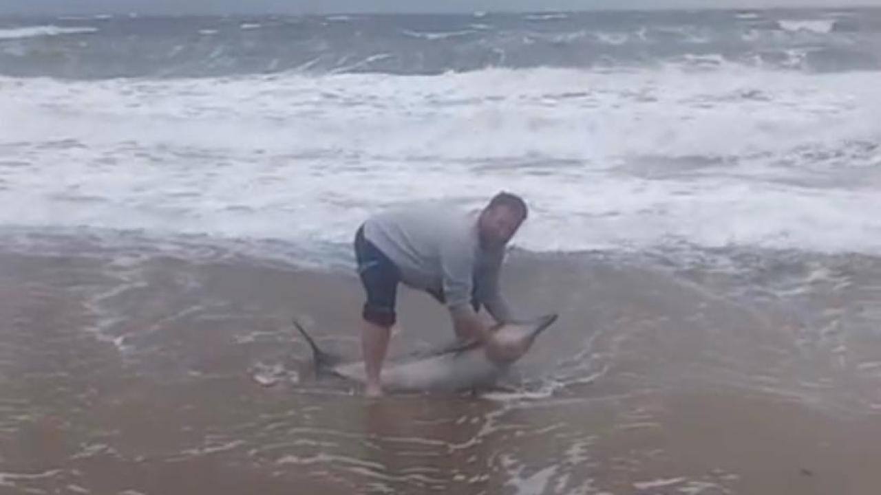 Ayvalık’ta Olumsuz Hava Koşulları Nedeniyle Karaya Vuran Yunusu Vatandaşlar Kurtardı